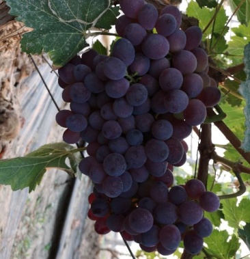 [葡萄批发]早霞玫瑰葡萄价格4.50元/斤 - 一亩田