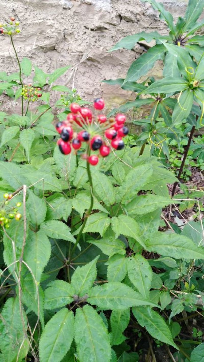 珠子参纽子七扣子七野三七科属野生的.
