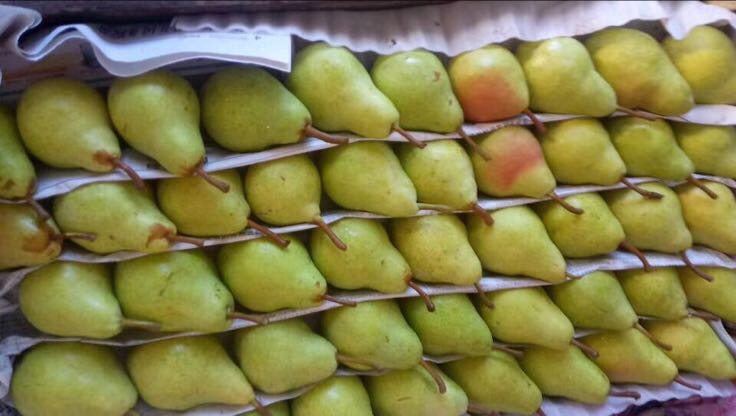 智能手机屏幕上显示‘美鸭梨地图’APP操作界面,主页面为彩色GIS地图,标有多个果园图标,侧边栏列出‘今日采摘’‘价格行情’‘附近农家乐’等功能模块,界面设计清新,配色以绿色和白色为主 美鸭梨地图手机界面截图