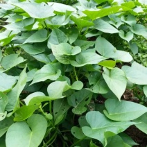 特菜一一菜用型红薯叶