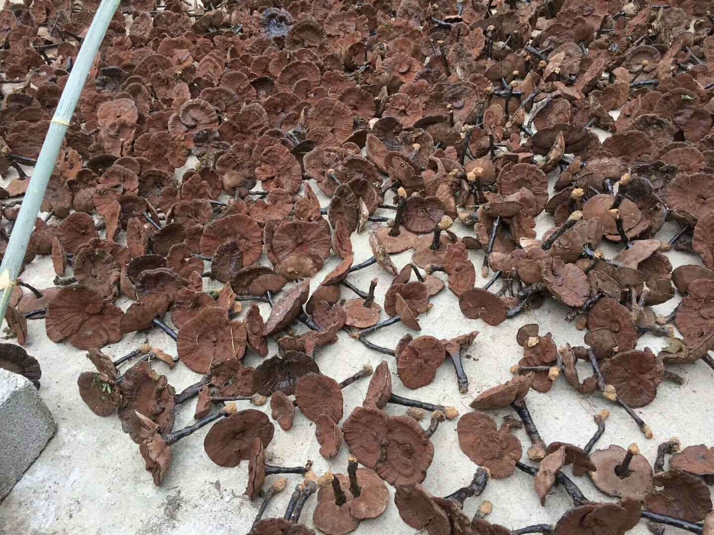 黑灵芝储存对比图