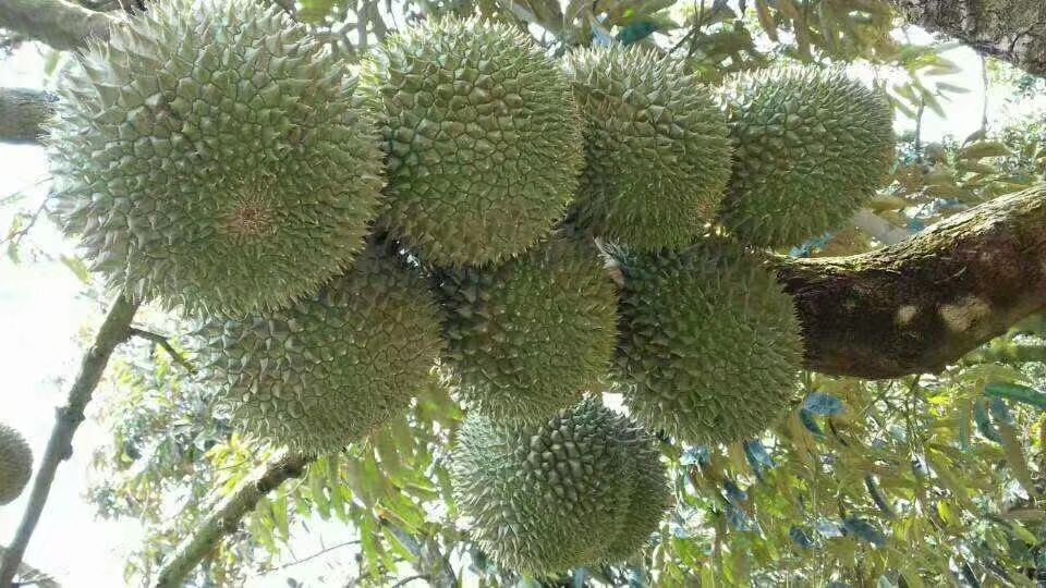 猫山王榴莲果园航拍图