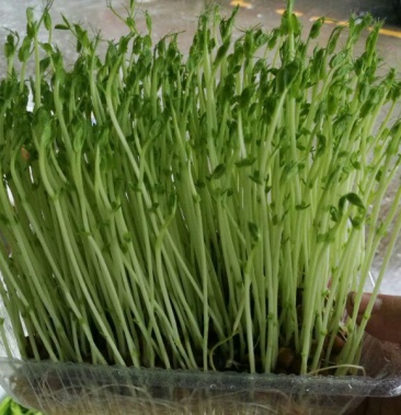 豌豆苗穴盘苗黄金苗盒装