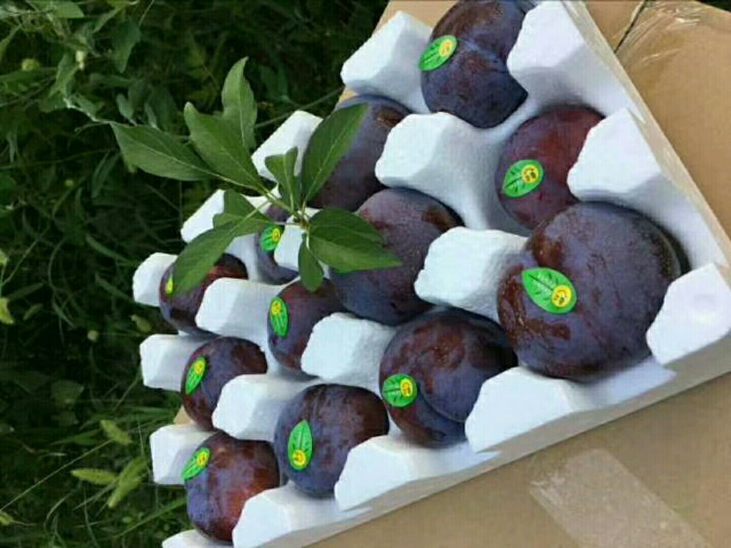 木质展台上摆放多种黑布林李子衍生产品,包括透明包装的冻干货、玻璃瓶装果酱、小瓶李子酒、礼盒装鲜果,背景为现代食品加工厂内部场景 黑布林李子深加工产品展示台
