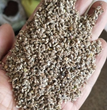 2021新产远志种子远志籽种植简单效益高管理省事