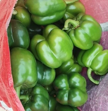 [鲜辣椒批发]圆椒 大肉椒 青椒价格0.80元/斤 - 一亩田
