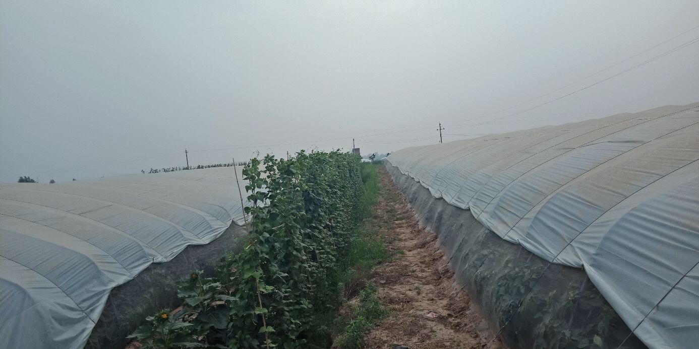 设施温室中规模化种植的圆红椒植株,果实呈标准球形,密集挂果于健壮枝条上,果皮紧实光滑,反射自然光,呈现高饱和度正红色,体现品种典型的整齐性与转色一致性 圆红椒植株挂果特写:温室中成串悬挂的饱满球形红椒,果面光滑油亮,色泽均一鲜红,背景可见绿色健壮茎叶与滴灌带