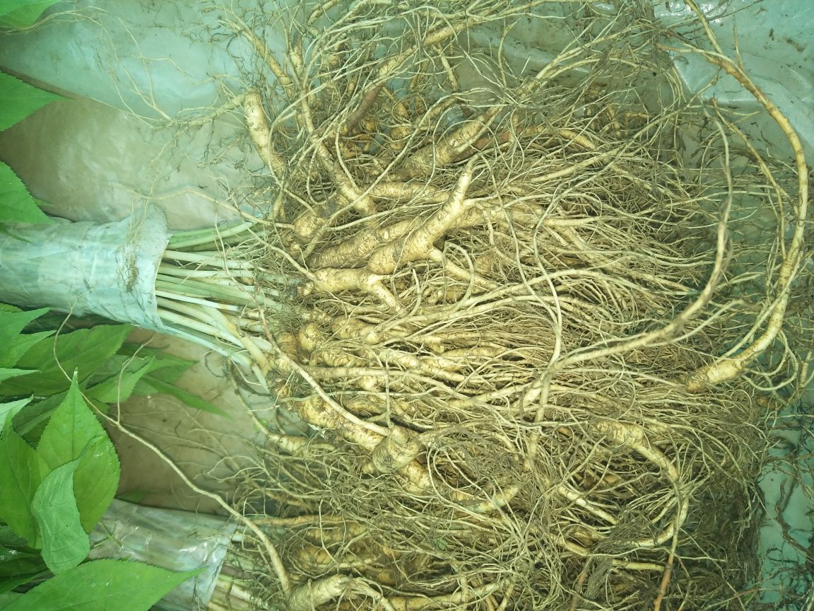 林下参鲜的自然生长环境