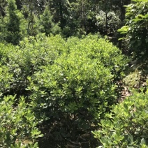海桐球树形好，量大丛优量大从优欢迎订购
