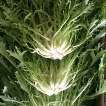 苦菊