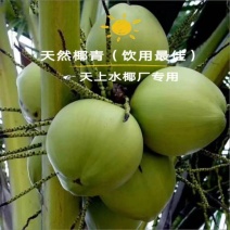 海南椰子东郊椰林