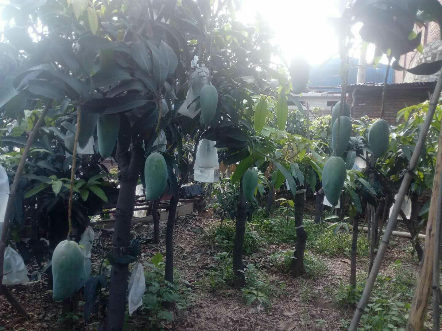 一片郁郁葱葱的金煌芒种植园,阳光洒在成排的芒果树上,枝头上挂满金黄色的成熟金煌芒,果农正在树下采摘,背景为热带田园风光 金煌芒果园全景
