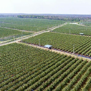 [金樱子批发]金樱子鲜货(野生),现在是金樱子中后期货价格9.