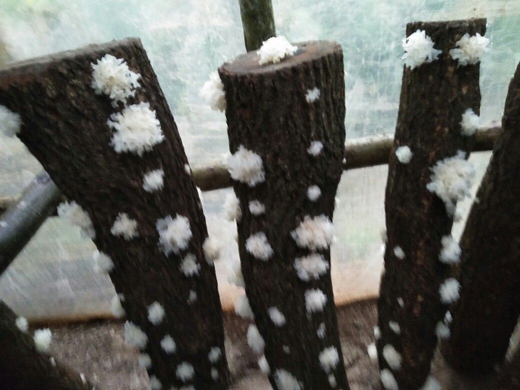 在湿润山林中,整齐排列的椴木段上长出洁白的小银耳,耳基紧贴木面,形态饱满,周围覆盖青苔,体现原生态林下栽培环境 椴木段栽银耳生长实景