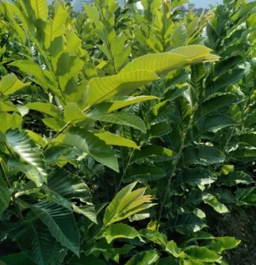 板栗苗早熟板栗苗油板栗苗