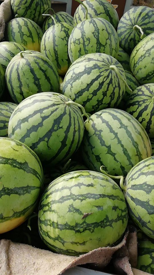 [龙卷风西瓜批发]有大量8424.龙卷风价格0.50元/斤 - 一亩田