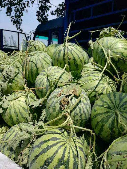 [龙卷风西瓜批发]有大量8424.龙卷风价格0.50元/斤 - 一亩田