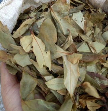 [八角批发]大茴香叶!价格4.80元/斤 - 一亩田
