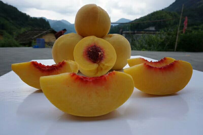 一颗切开的炎陵黄桃,展示其细腻多汁的果肉,金黄色泽诱人,背景为自然果园环境 炎陵黄桃切开展示果肉细节