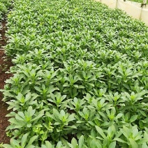 山东费菜大量有货，鲜货晒干货都有，视频看货对接全国