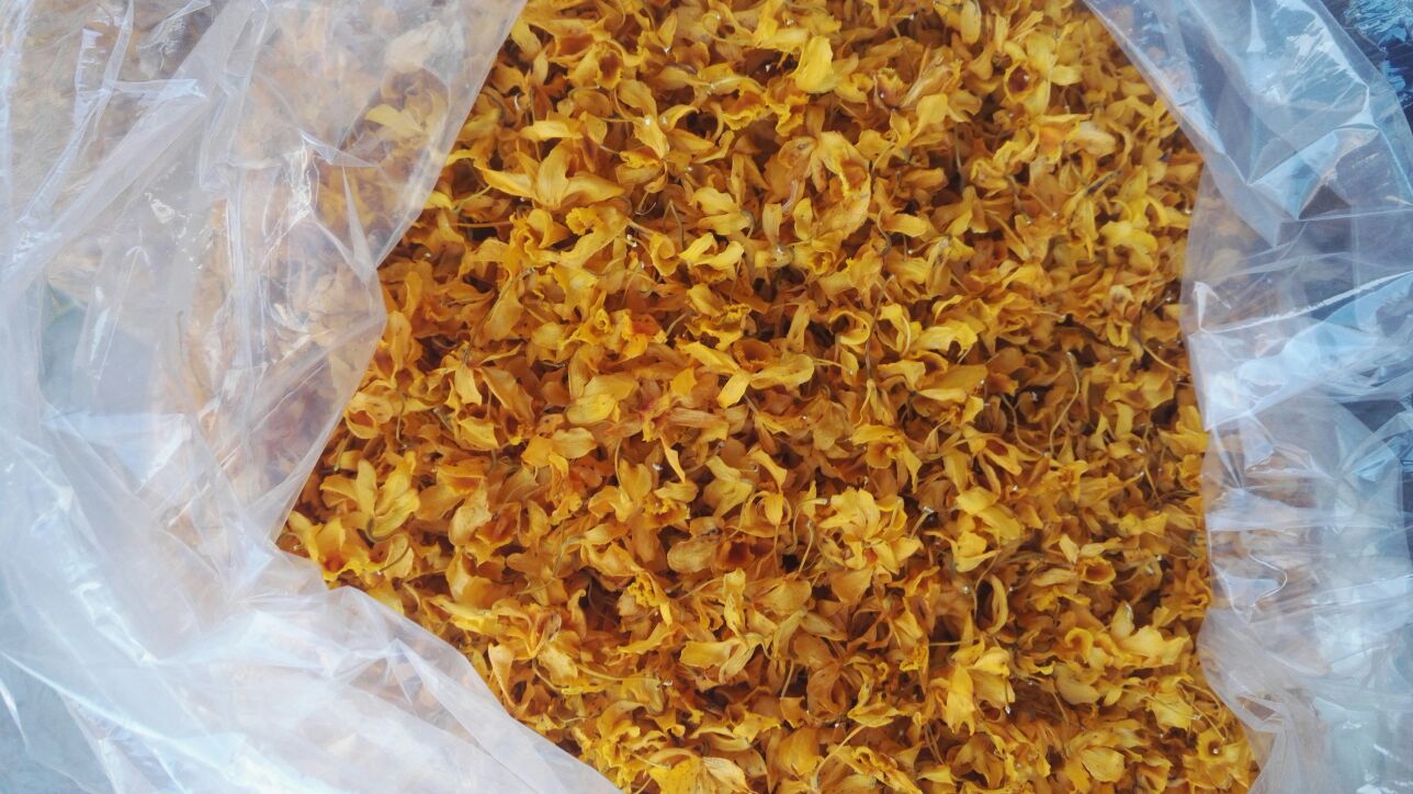 高清特写展示浙贝母鳞茎的‘怀中抱月’结构,外层两瓣包裹内瓣,形态清晰,质地坚实 浙贝母展示其“怀中抱月”特征