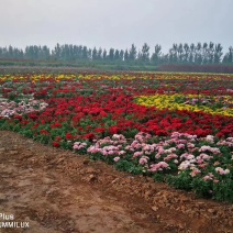 新品观赏菊花🌷菊花没有出售🌷