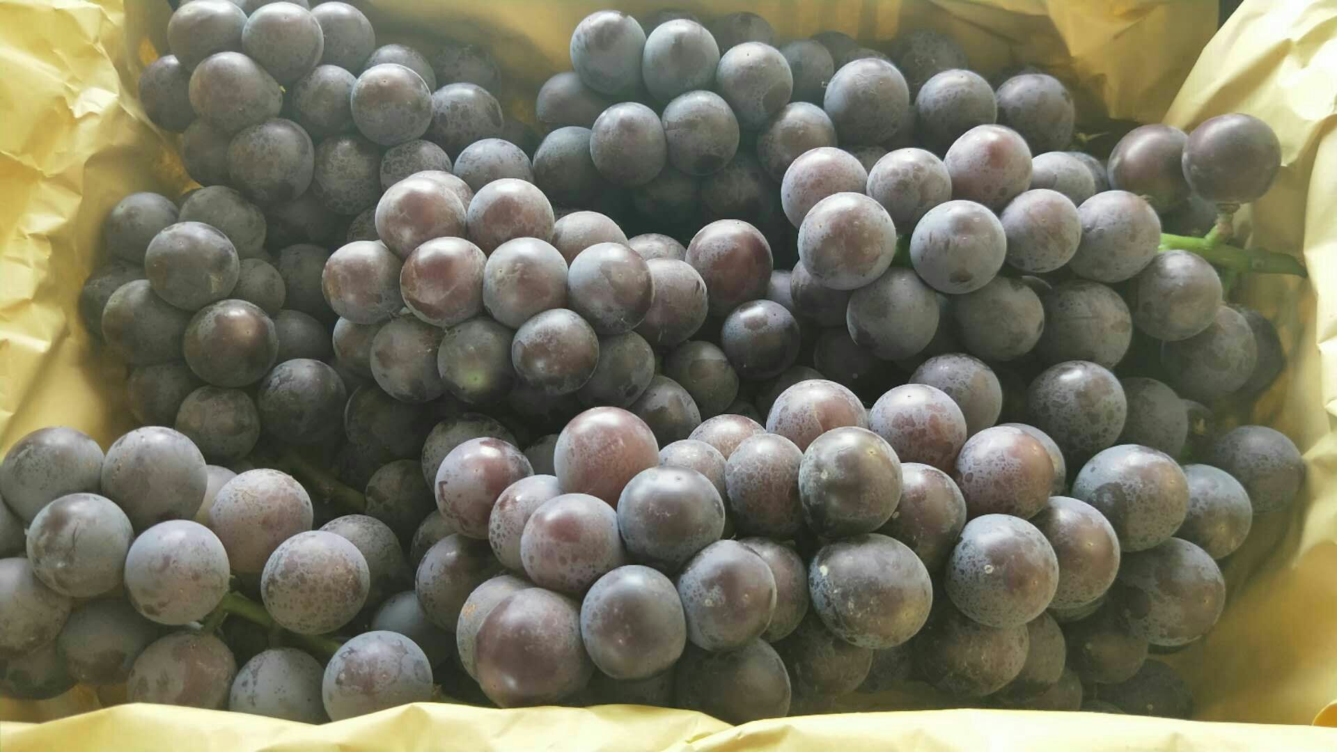 高清特写展示户太八号葡萄果粒饱满、果粉浓厚、果皮紫黑的特征 户太八号葡萄特写图