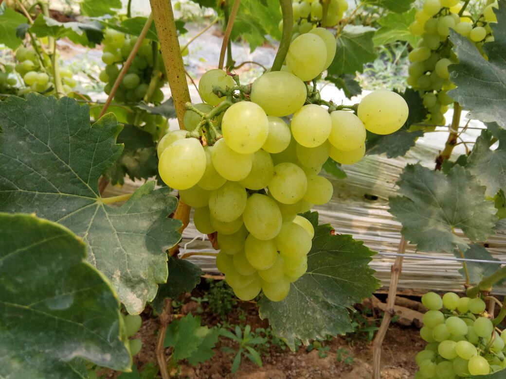 维多利亚葡萄果实特写