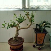 金银花盆景树精品金银花老桩树桩造型优美