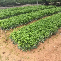 非洲茉莉
