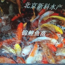 北京新科水产直销观赏鱼锦鲤鱼红鲫鱼苗