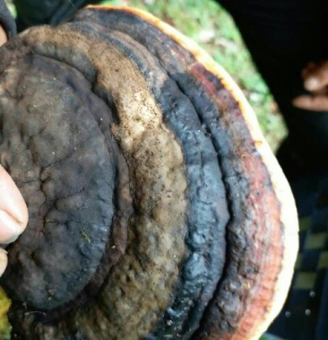 [桑黄批发]树舌,桑黄价格400.00元/公斤 - 一亩田