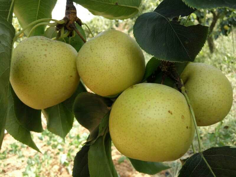 金黄色的黄金梨挂满枝头,果园中农民正在观察果实成熟情况 黄金梨果园