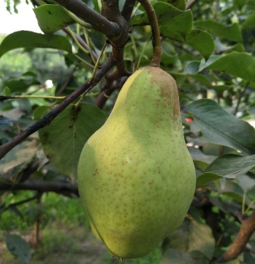 [贵妃梨批发]贵妃梨光果大量上市!价格1.50元/斤 - 一亩田