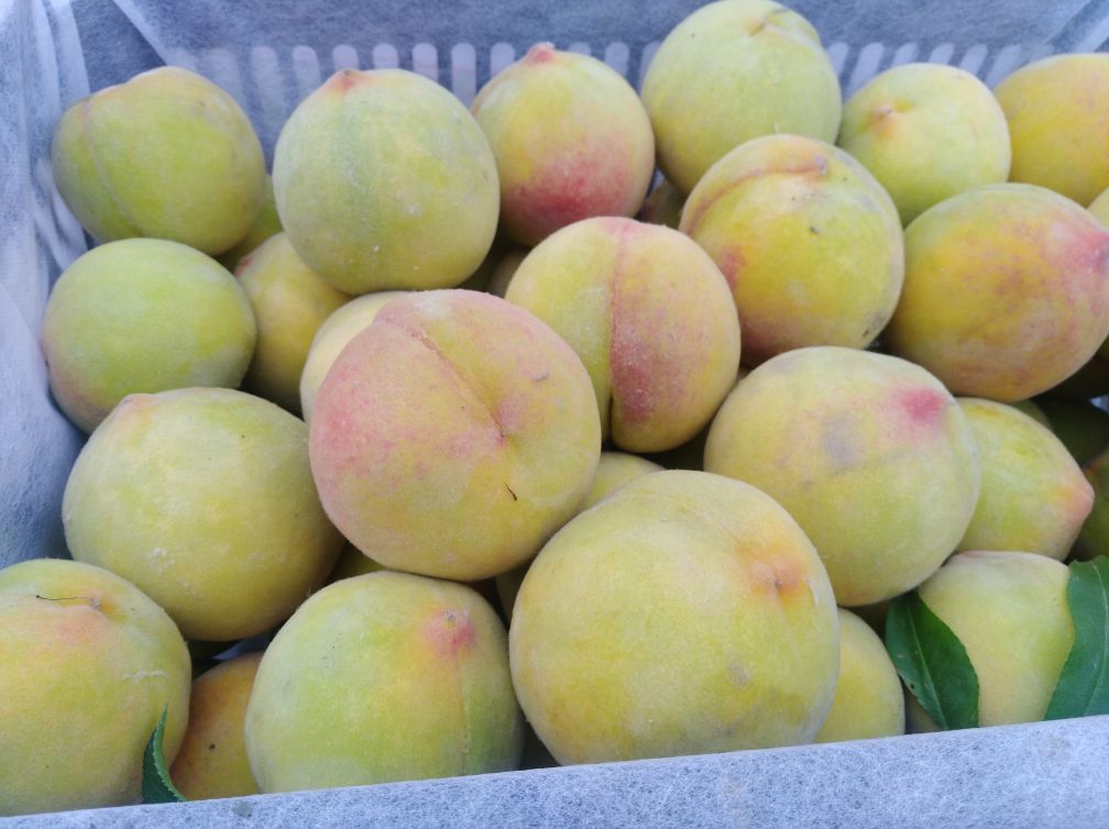 黄桃种植园中成熟饱满的83黄桃果实,阳光洒在果皮上,展现出诱人的金黄色 83黄桃的起源与发展