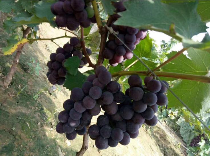 户太八号葡萄特写