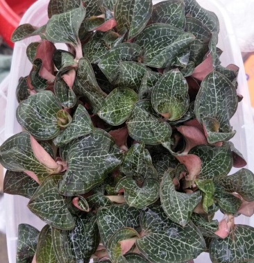 【闽之宝】台湾金线莲鲜品干品整株