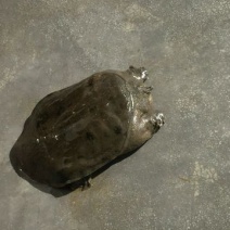 纯野生甲鱼