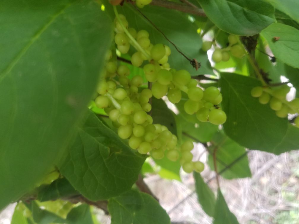 北五味子植物图