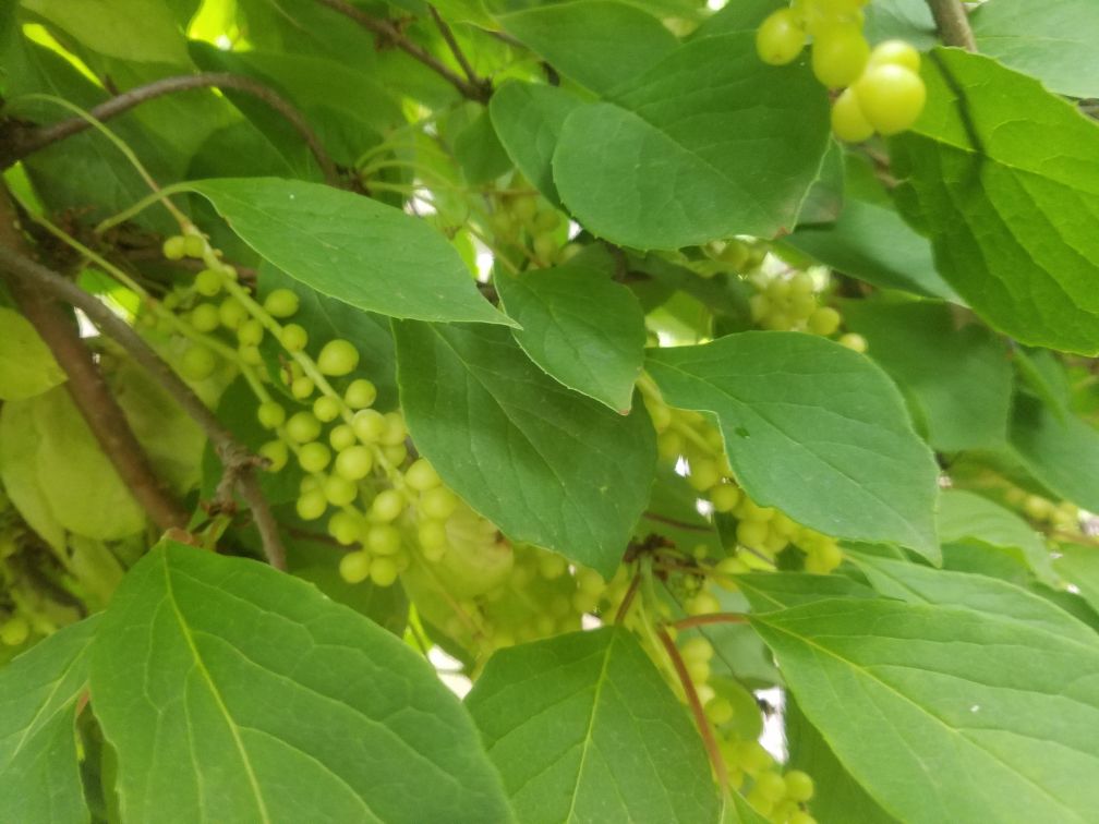 北五味子与南五味子的对比图,展示了两种植物果实和叶片的形态差异 北五味子与南五味子对比图