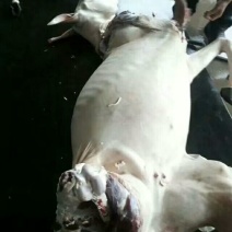 驴肉
