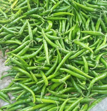 精品杭椒适合酱菜厂做腌制皮薄口感纯正大量供应