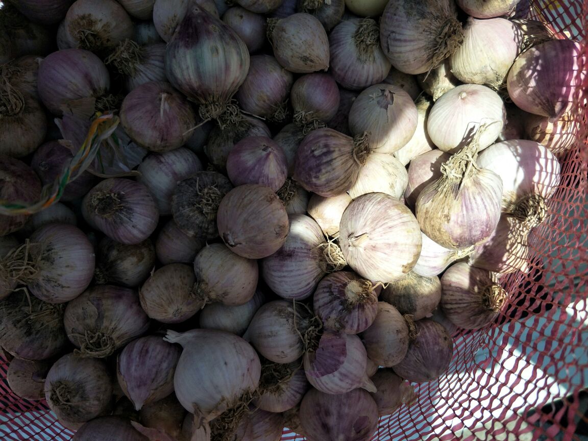 独头蒜用于烹饪