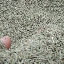 孜然
