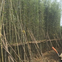 钢竹4~5m