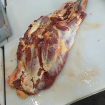 蒙古马肉