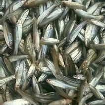 麦穗鱼油炸蒸煮