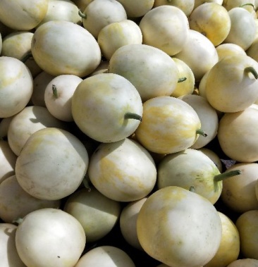 [景甜甜瓜批发]精品 景甜5号 0.5斤以上 济南产地直供价格0.