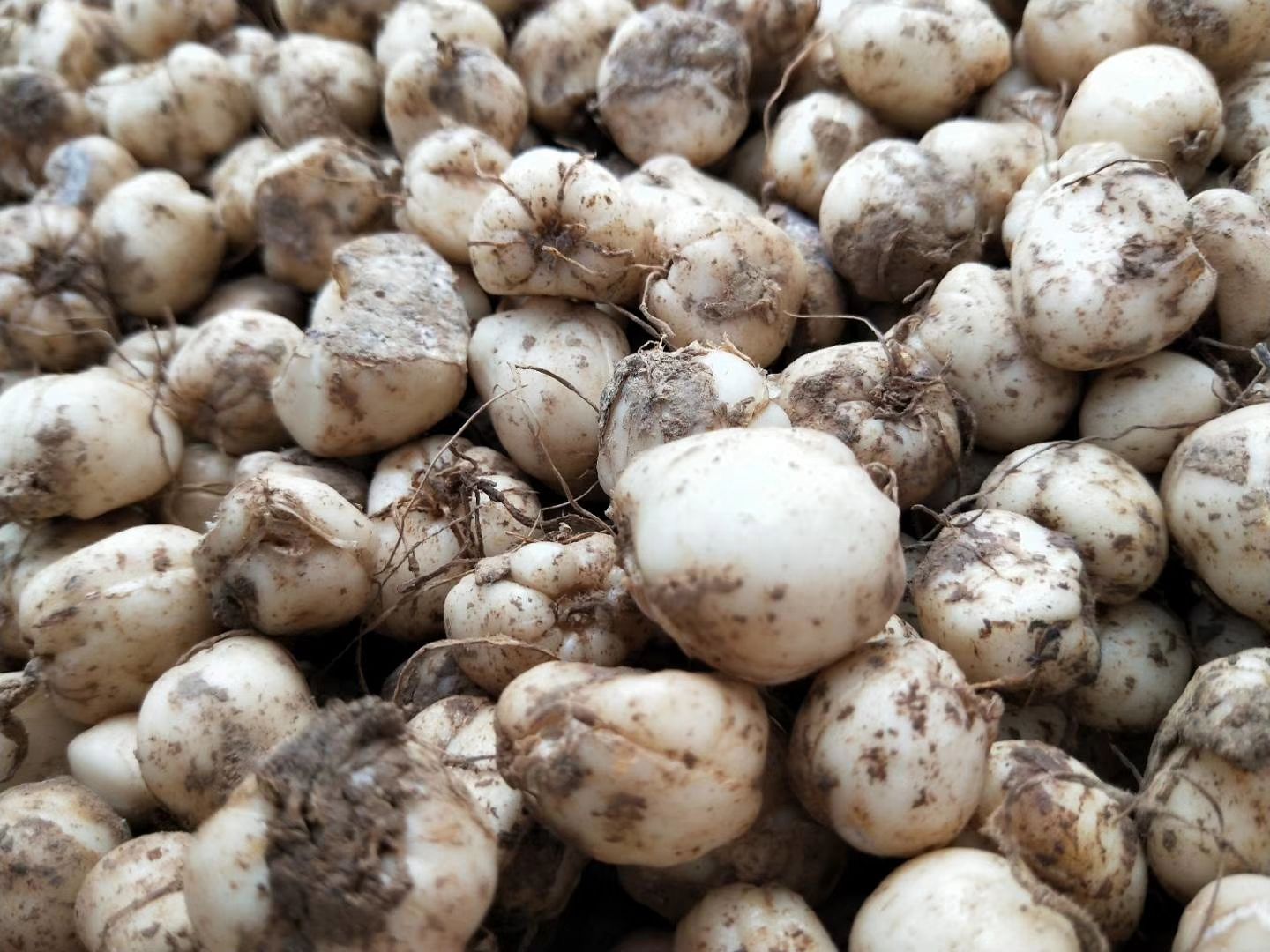 太白贝母野外生长环境