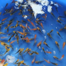 锦鲤寸苗